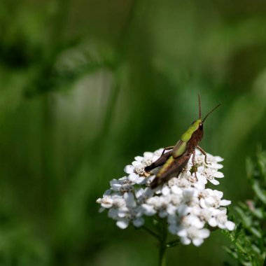 Çekirge bir yaz çayır bir çiçek üzerinde