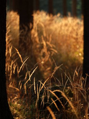 Sonbahar orman ile ayar güneş güneşli akşam