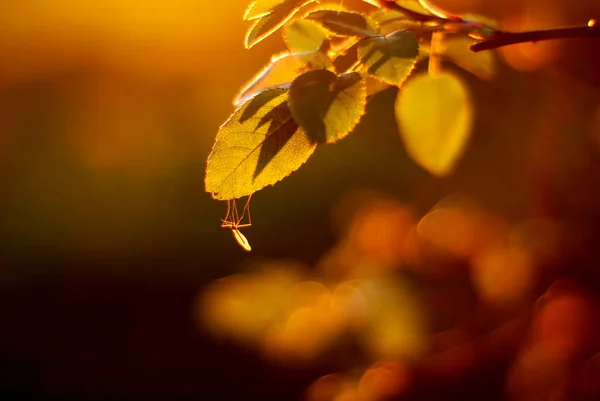 秋林叶上阳光下的蚊子 图库图片