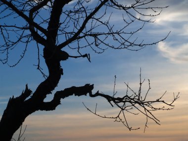 Sonbahar Sonunda bir meyve bahçesinde siluet eski ağaç