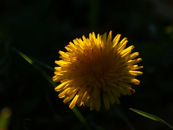 Flor Dente Leão Luz Sol Prado Verão — Fotografia de Stock