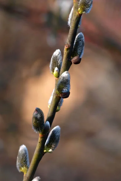 月の終わりにグローブに春を尾状花序 — ストック写真