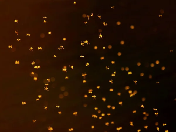 Flock Mosquitoes Sunshine Evening Grove — Stock Photo, Image