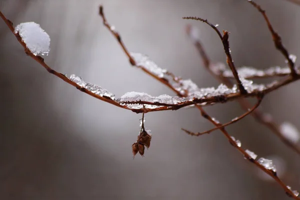 Ein Eisbedeckter Strauchzweig Garten Ende Des Winters — Stockfoto