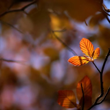 Tomurcuklanma yaprakları bir bahar Parkı bir kayın ağacı