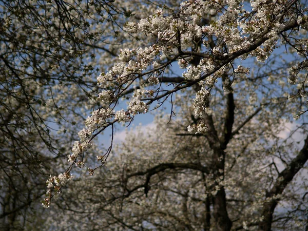 Szczegóły Starego Sadu Wiśniowego Rozkwicie Wiosny Kwietniu — Zdjęcie stockowe