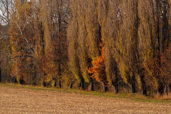 Ruelle Peupliers Automne Bordant Rive — Photo