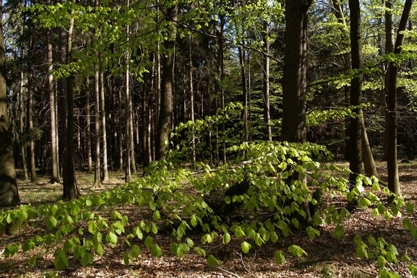 Knospende Blätter Einem Buchenwald Ende April — Stockfoto