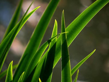 Kuyrugu güneş bahar havuz kıyısında bırakır.