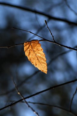 Sonbahar ormandaki kestane ağacının düşmüş ve sıkışmış yaprak
