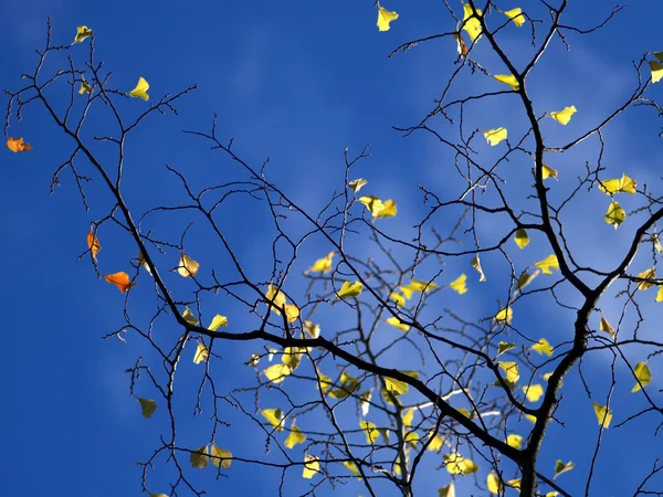去年秋天在阳光下的树上留着叶子 图库图片