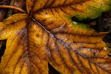 Yağmur altında sonbahar Bahçe sonra düşmüş akçaağaç yaprağı