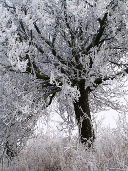 Frostbaum Winterdunst Garten — Stockfoto