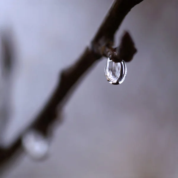 Wassertropfen Auf Einen Ast Herbstgarten — Stockfoto