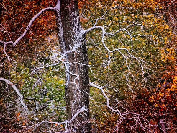 Árvore Primeira Neve Jardim Novembro — Fotografia de Stock