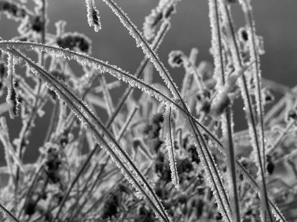 Gefrostete Grashalme Winterhain Foto Schwarz Weiß — Stockfoto
