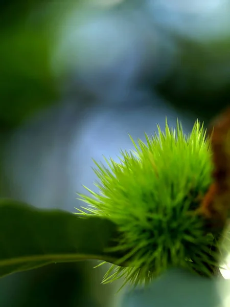 Superfície Macro Espinhosa Castanha Comestível — Fotografia de Stock