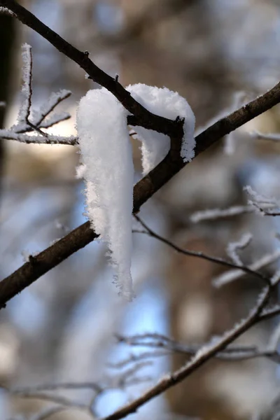 Abstraktes Schneetuch Auf Astbaum Winterwald — Stockfoto