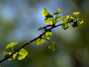 Ginkgo biloba güneş tomurcuklanma yaprakları