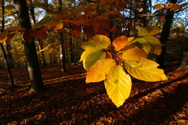 Floresta Outono Folhas Faia Luz Sol — Fotografia de Stock