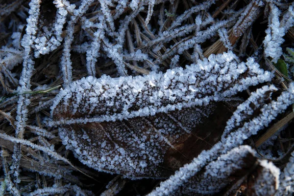 Frost Auf Einem Gefallenen Blatt Wald Frühen Winter — Stockfoto
