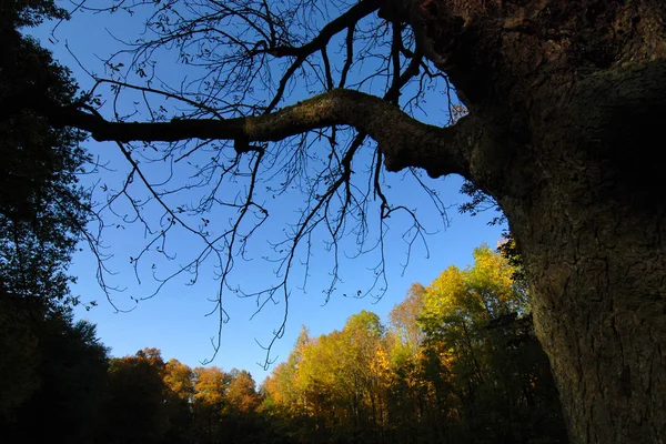 Bomen Het Park Aan Het Einde Van Herfst — Stockfoto