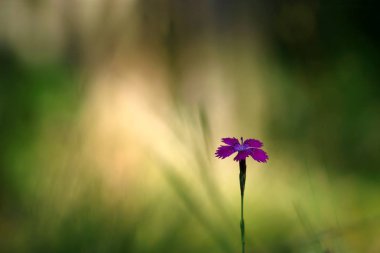 Makro karanfil çiçek ışığında orman çayırda