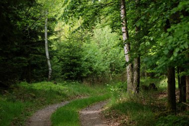 Mayıs ayı sonunda tomurcuklanan ağaçlar arasındaki orman yolu