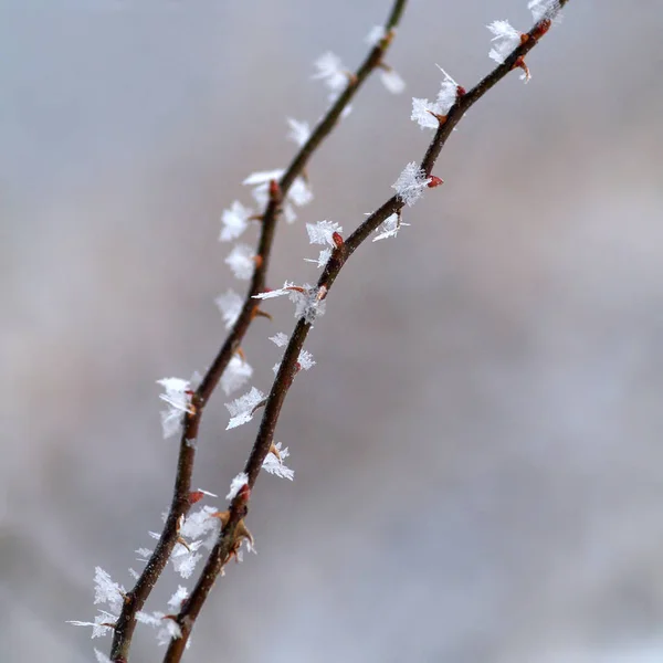 Thorny Branches Rose Hip Snowflakes Winter Grove — Stock Photo, Image