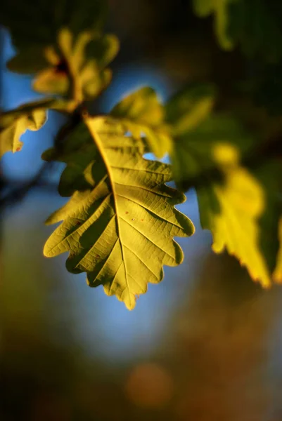 Folhas Carvalho Dourado Luz Sol Floresta Outono — Fotografia de Stock