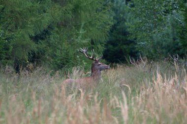 Aşırı büyümüş yaz ormandaki yabani geyik sürüsü