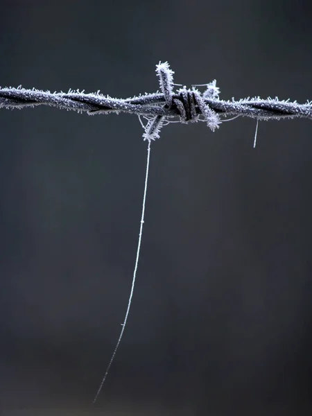 Mattierter Stacheldraht Mit Spinnennetz Winter Alter Fabrik — Stockfoto