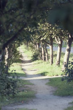 Ağaçların arasında yol