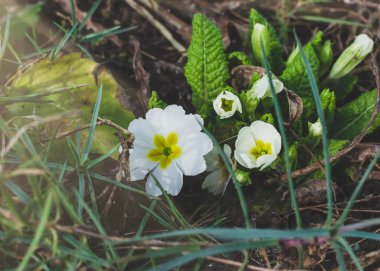 Bahçedeki ilk menekşeler gün ışığında. Bahar çiçekleri. Yakın plan.