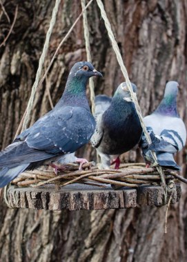 Kırsal stil kuş yemi. Güvercinler yemlikte buğday gagalarlar.