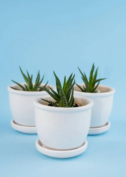 Composition Avec Des Plantes Succulentes Dans Les Mêmes Pots Blancs — Photo