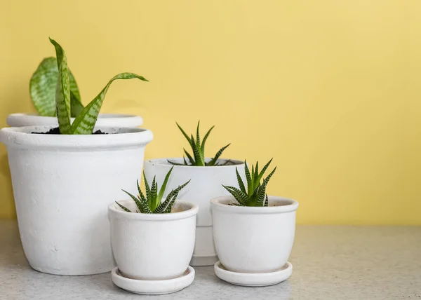 Succulents Dan Rumah Tanaman Dalam Pot Keramik Putih Yang Sama — Stok Foto