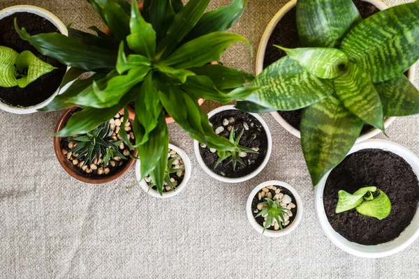Succulents Dan Rumah Tanaman Dalam Pot Keramik Putih Yang Sama — Stok Foto