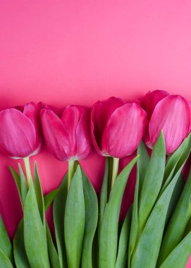 Pembe arka planda güzel pembe laleler. Bahar çiçeği. Tebrik kartı.