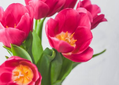 Pembe laleler. Makro ölçek. Yumuşak seçici odaklanma. Kapat.