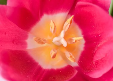 Pembe laleler. Makro ölçek. Yumuşak seçici odaklanma. Kapat.