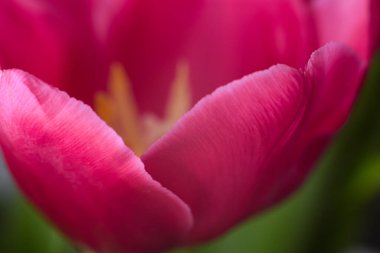 Pembe laleler. Makro ölçek. Yumuşak seçici odaklanma. Kapat.