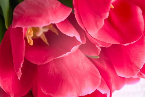 Rosa Tulpaner Makroskala Mjukt Selektivt Fokus Närbild — Stockfoto