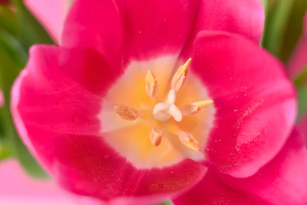 Pink Tulips Macro Scale Soft Selective Focus Close — Stock Photo, Image