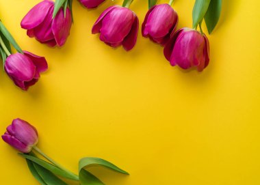 Sarı parlak arka planda pembe laleler. Bahar çiçekleri. Bahar arka planı. Uluslararası Kadınlar Günü ve Anneler Günü geçmişi. Boşluğu kopyala