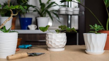 Ev bitkisi büyüyor. Yeşil ev bitkileri. Ev nakli yapılıyor.