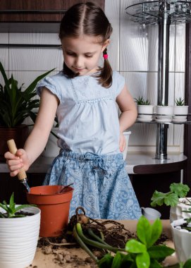 Ev bitkisi büyüyor. Anaokulu kızı yeni bir çömleğe Zamioculcas bitkisi naklediliyor.