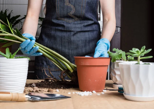 Planta Doméstica Crescer Mãos Mulher Transplantando Planta Uma Panela Nova — Fotografia de Stock