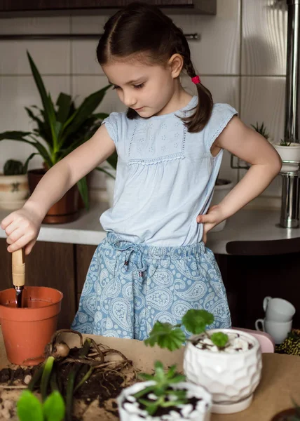 Ev bitkisi büyüyor. Anaokulu kızı yeni bir çömleğe Zamioculcas bitkisi naklediliyor.
