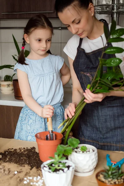 Ev bitkisi büyüyor. Anne ve kız yeni bir saksıda bitki nakli yapıyorlar. Kadın ve anaokulu kızı Zamioculcas bitkisine naklediliyor.